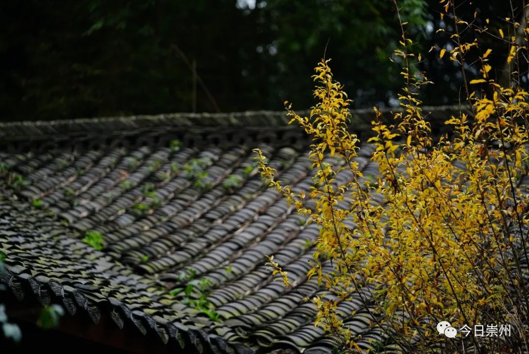 四川崇州怀远镇网红小吃粉蒸肉,崇州美食粉蒸肉
