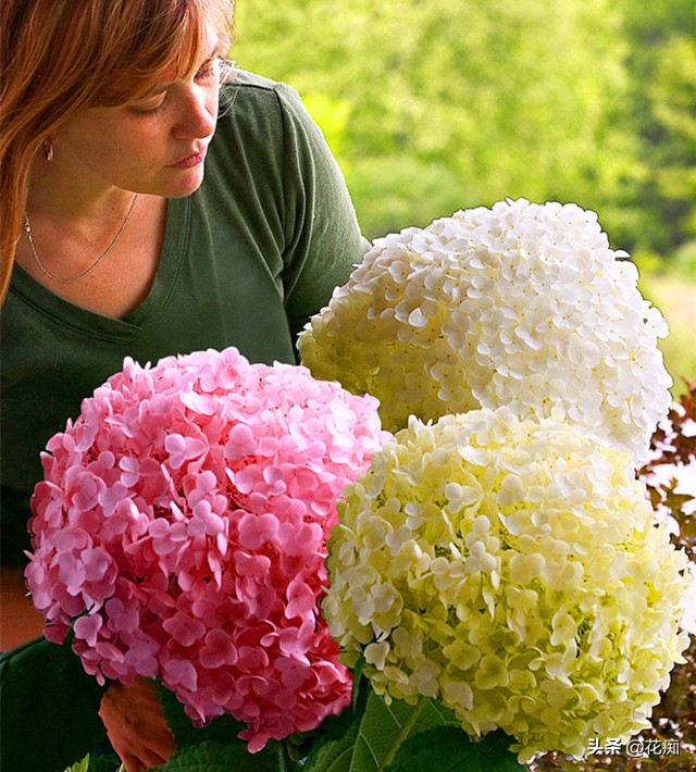 什么花开得好看又好养,开花非常好看且又好养