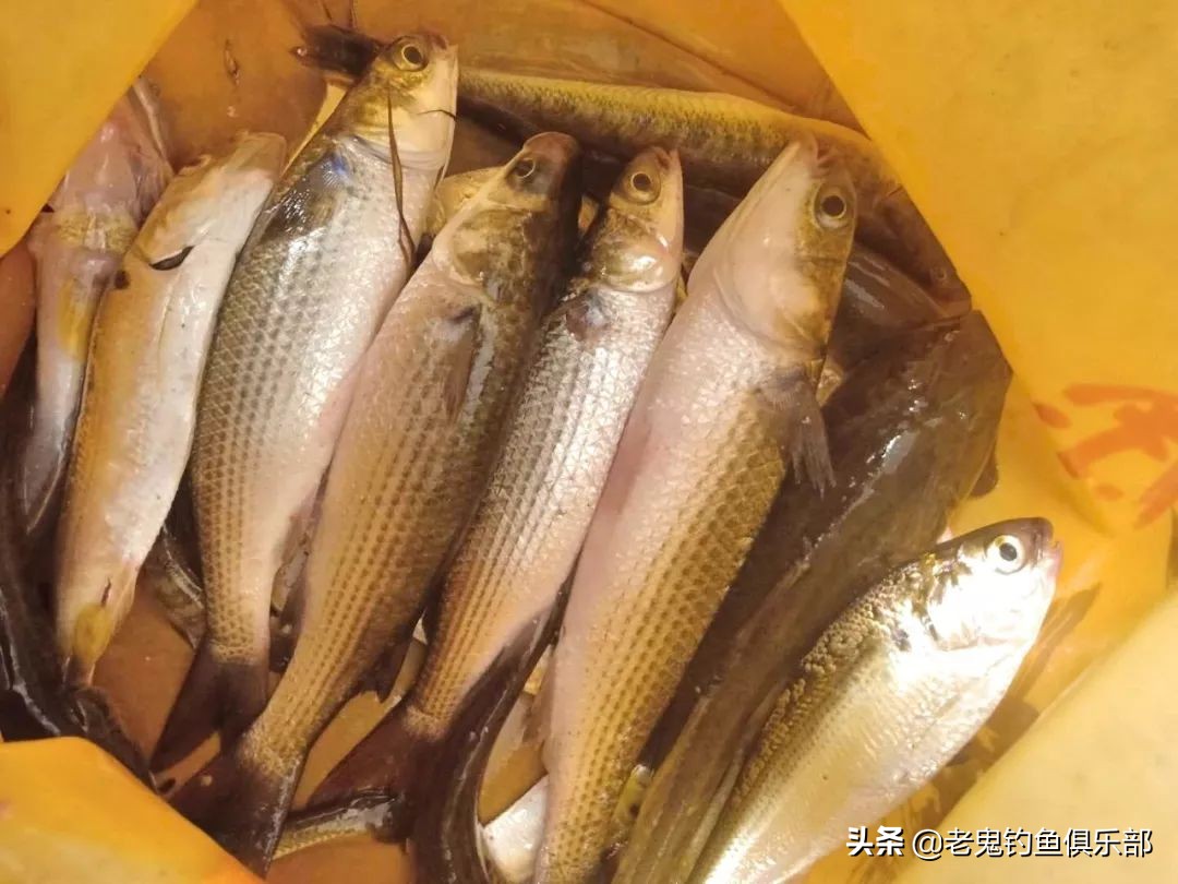 国庆节海边度假，单开九一八连钓两个半天