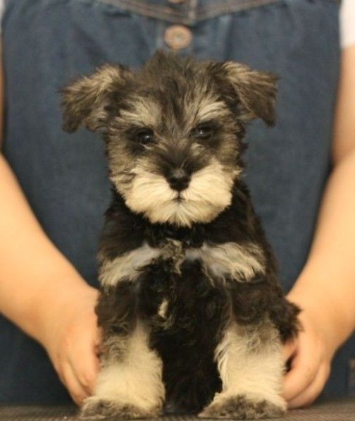 长毛长耳朵宠物狗是什么品种,有点像金毛的小型宠物狗品种