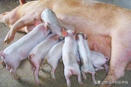 猪腹泻拉稀的最佳治疗方法土方,猪仔拉稀治不好怎么办