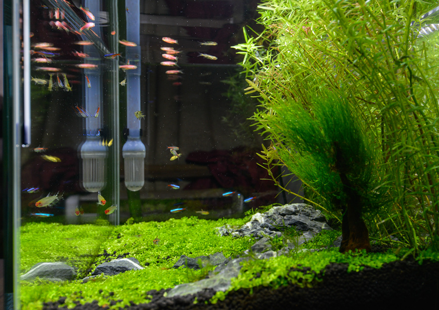 新手草缸入门,萌新水草缸