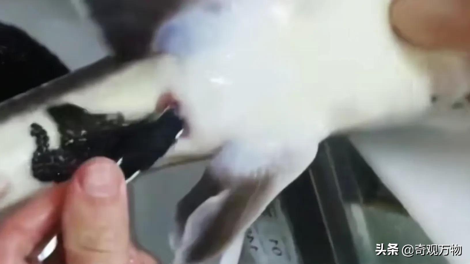 白化鲟鱼鱼子酱多少一条,鲟鱼鱼子酱值多少钱