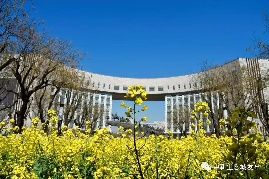 天津静海油菜花景点在哪里,天津油菜花旅游最佳路线图