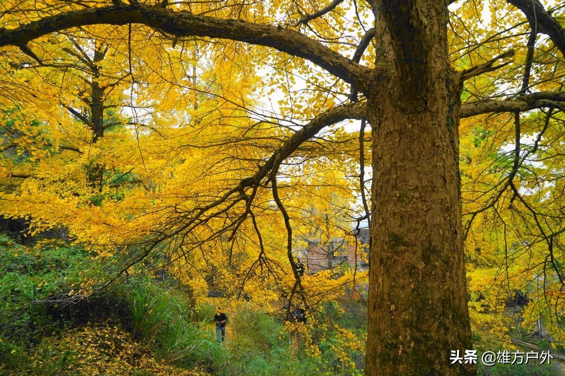 漓江兴坪古镇美景,兴坪古镇漓江游