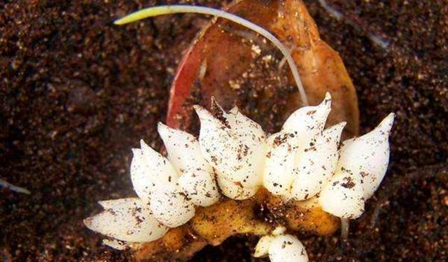 百合败了叶子全掉了怎么重新开花,百合球开完花怎么处理