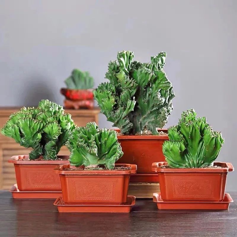 家里养玉麒麟摆放哪个位置好,养麒麟花注意事项