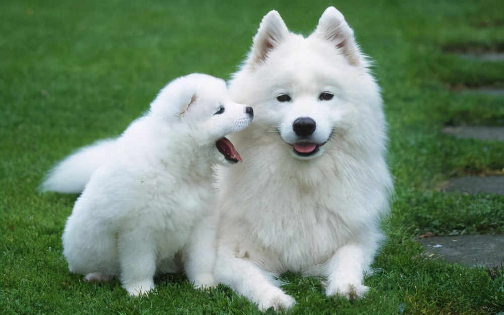 狗狗一直呕吐不吃东西是啥原因,狗狗呕吐不吃东西什么原因