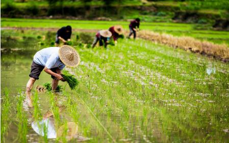 现在农民不愿种地了怎么办,农民种地一直不挣钱怎么办