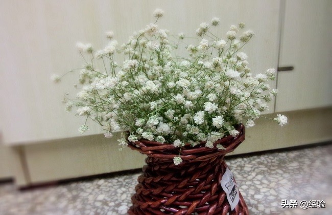 满天星中间发黄干枯怎么办,满天星叶子发黄干枯怎么处理