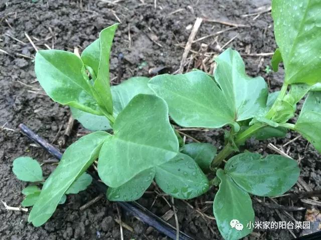 别墅菜园适合种什么菜,适合懒人种的阳台菜