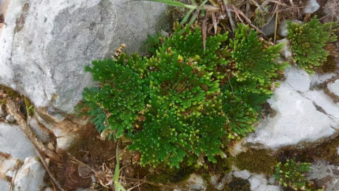 农村山上的佛手草,佛手树枯叶了如何救活