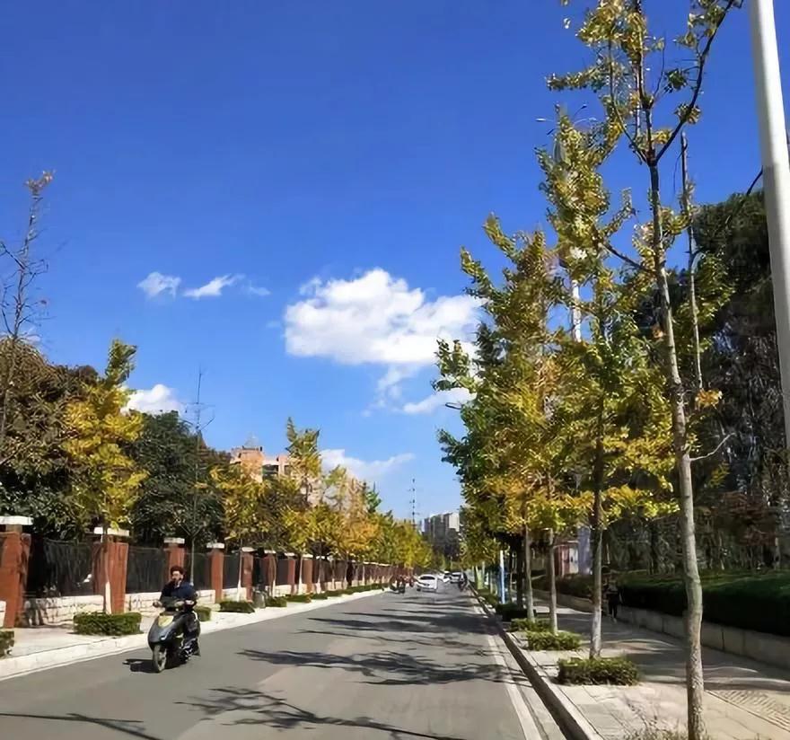 蓝花楹昆明网红打卡地在哪里,昆明周边湿地公园网红打卡地