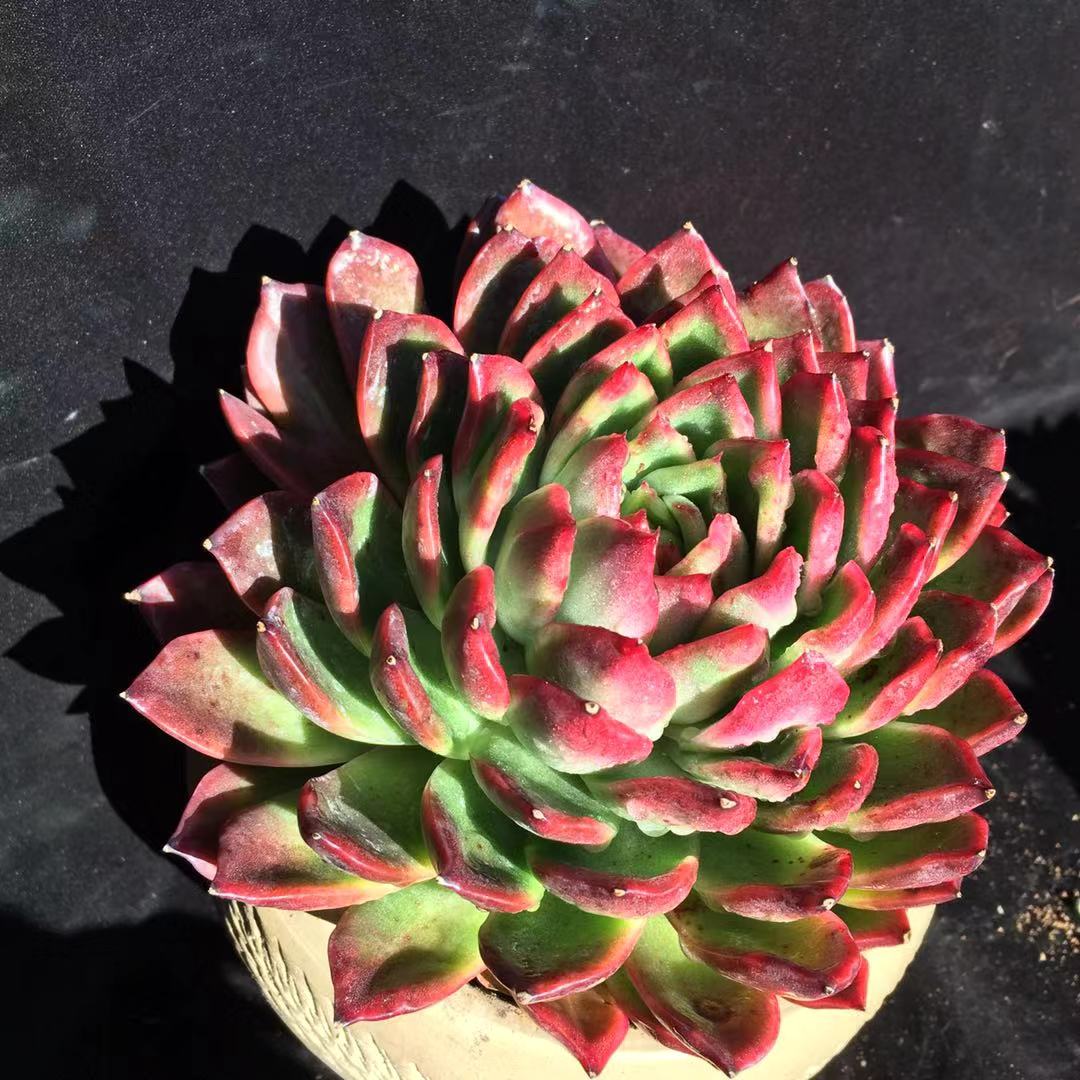 多肉怎么度过夏天,多肉夏季可以安全的度过夏季吗