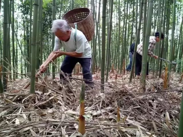 人间四月天恰逢春意浓,人间四月天暮春时节