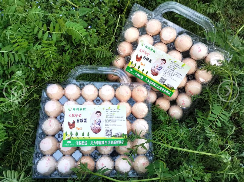 走进乡村看产业:小鸡蛋孵化致富大产业