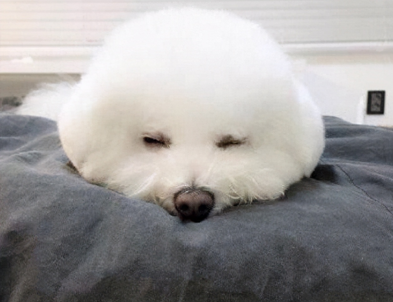 比熊各种行为的含义,比熊各种的反应代表什么