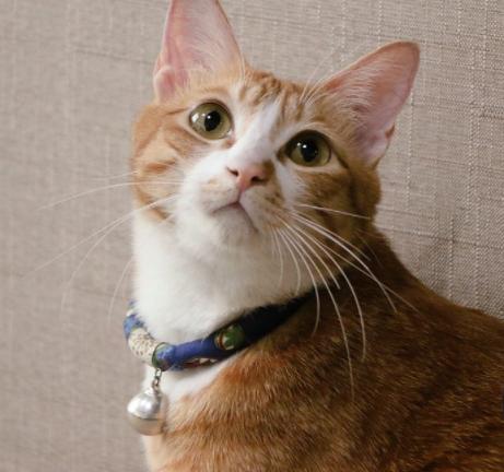 什么样的猫咪好养不容易养,养得好的猫咪几大特征是什么