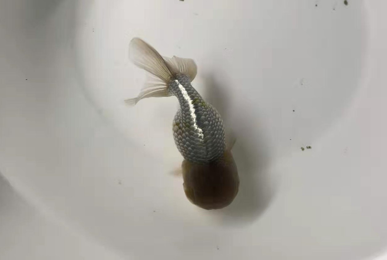 春季几种常见鱼病防治方法,养鱼经常下点什么药能预防鱼病