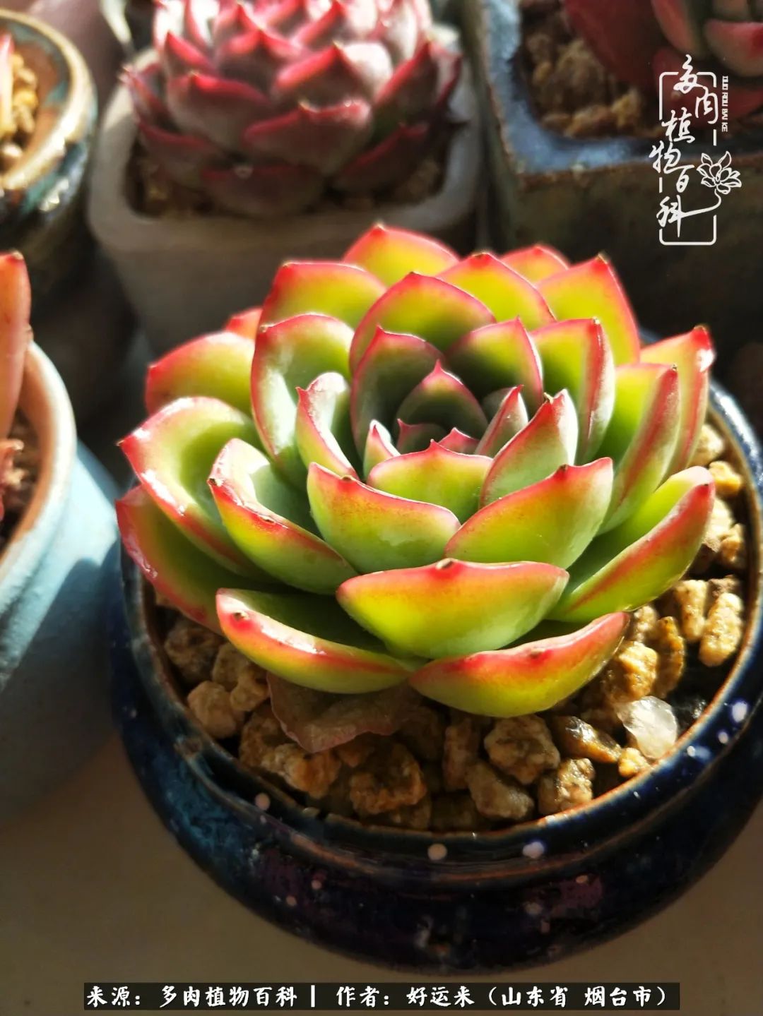 世上怎么会有这么可爱的生物,这世上怎么会有那么可爱的小可爱