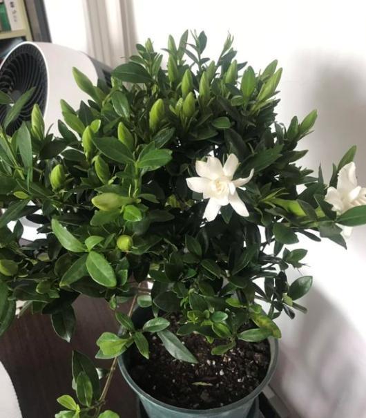 栀子花用什么肥料养叶子不黄叶,栀子花黄叶施什么肥料