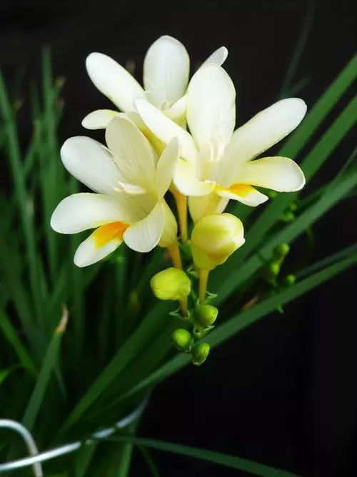 中国十大名花惊艳千年,中国十大名花美极了