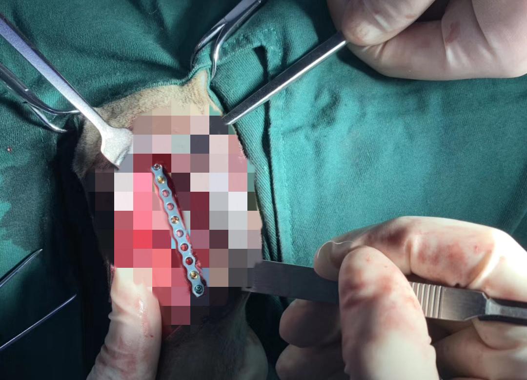 猫从多少层楼掉下来没事,猫掉下24楼生存率多高