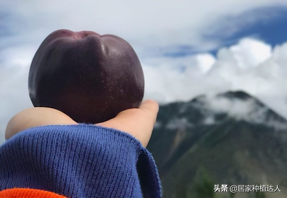 湖北适合种植的耐旱耐寒的坚果树,当今既抗寒又耐高温四季常绿树