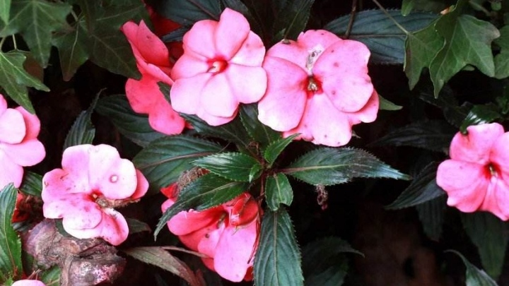 十指丹蔻一夜深红透