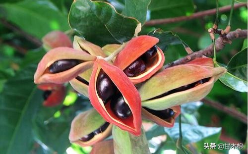 童年野果子,儿时的野果子总让人回味无穷