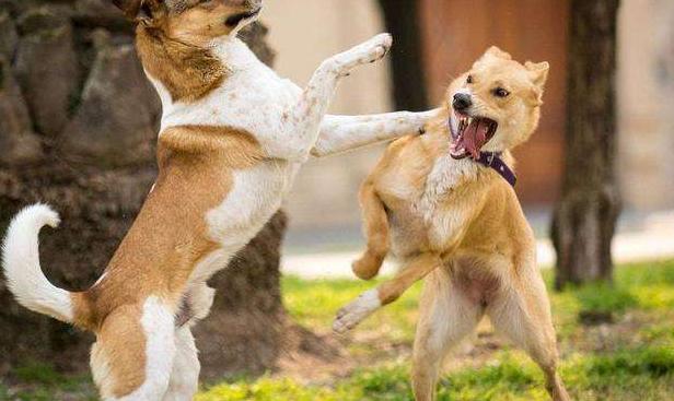 养狗天天生气怎么办,养狗须知狗有眼屎