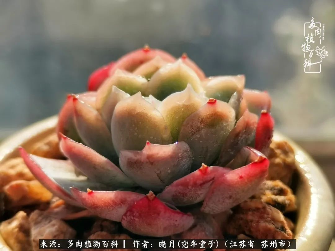 六年时间环游22个国家,却被多肉小萌物征服