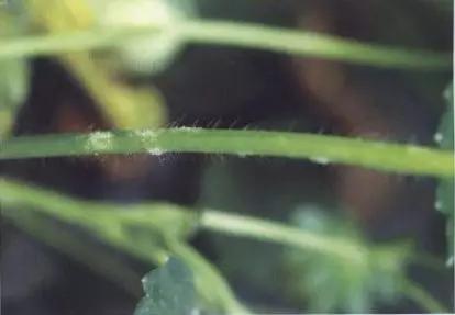 如何有效防治草莓黑星病,草莓白粉病如何预防和治疗