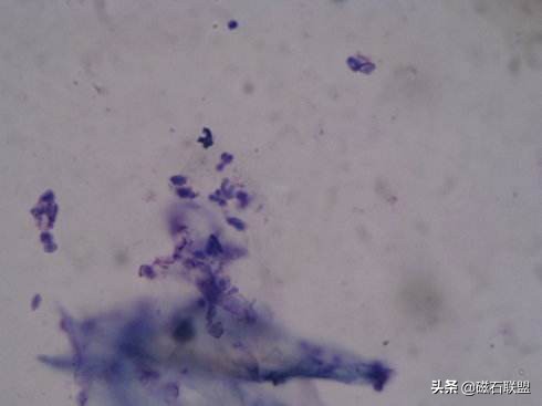 法斗身体臭怎么解决,法斗身上臭烘烘的怎么办