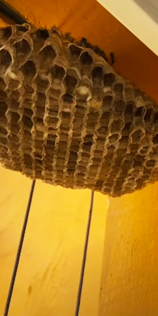 农村室内出现马蜂窝不要怕,3种方法轻松解决,注意安全操作