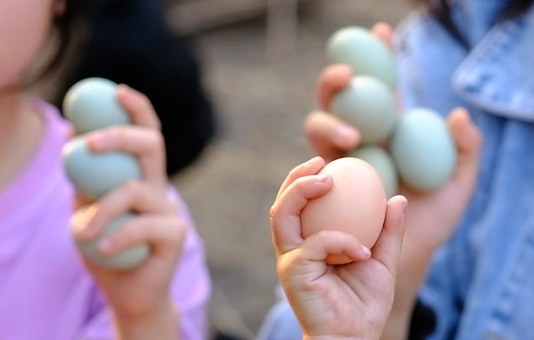 全身灰黑的鸟像鸡一样大不会飞,全身都是黑色的鸡