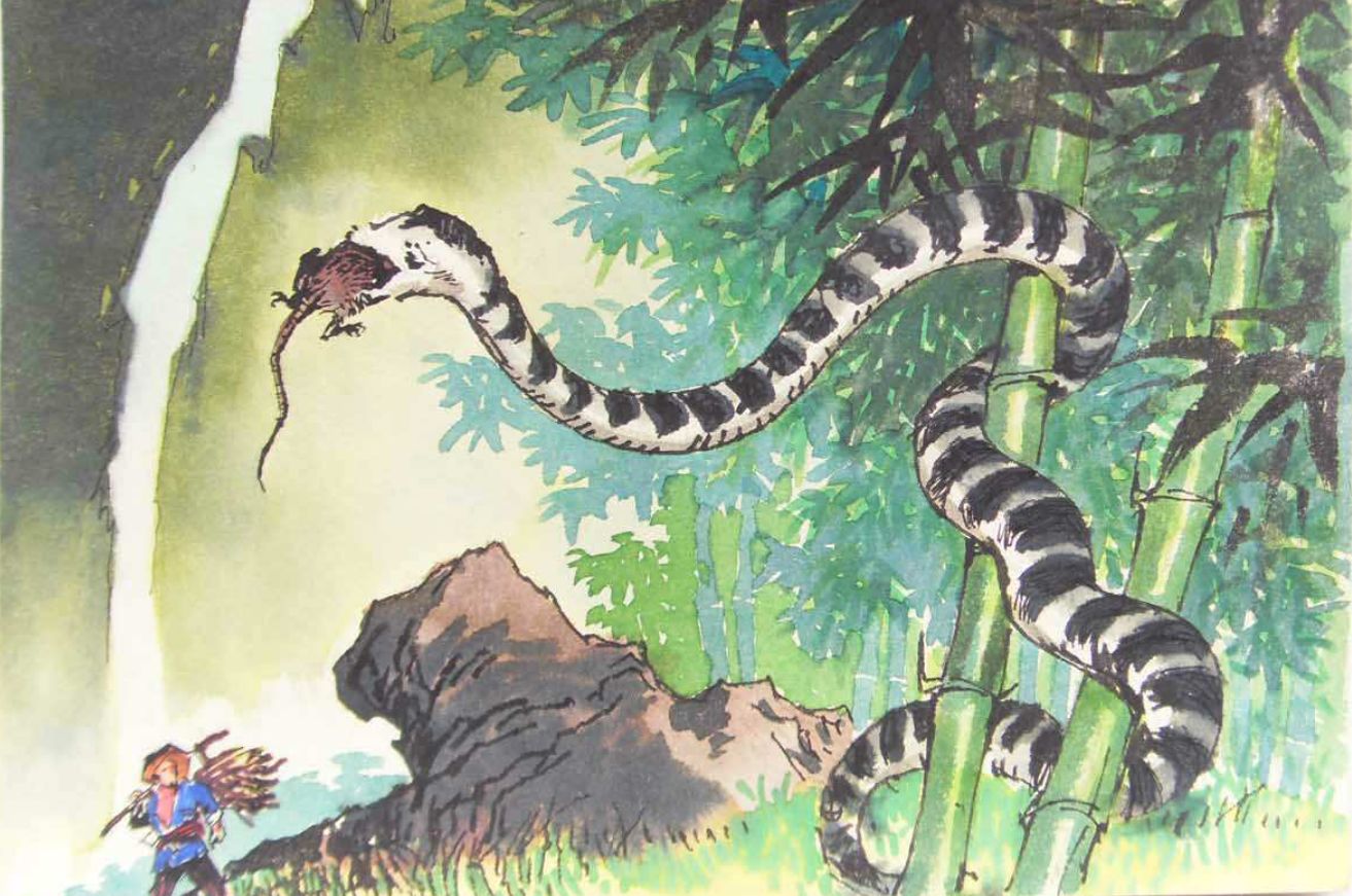 毒蛇在酒里一年后“复活”，村民开盖后被咬身亡！为何蛇没有死？