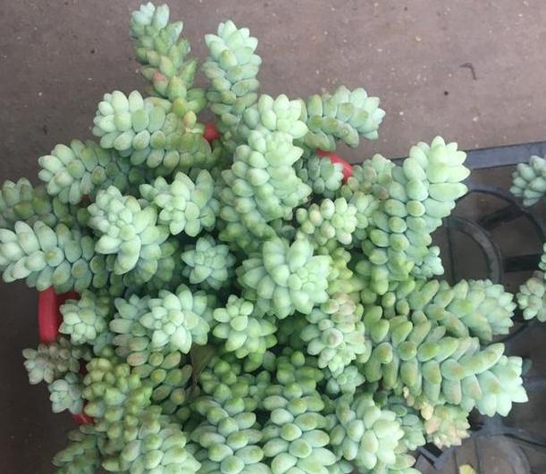 多肉玉缀盆景,多肉玉缀锦图片