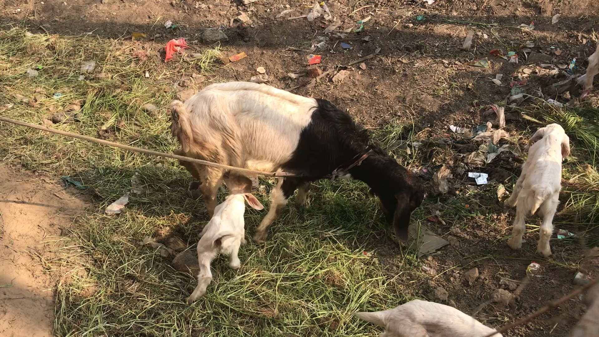 羊中暑如何防止,夏季羊中暑了怎么办