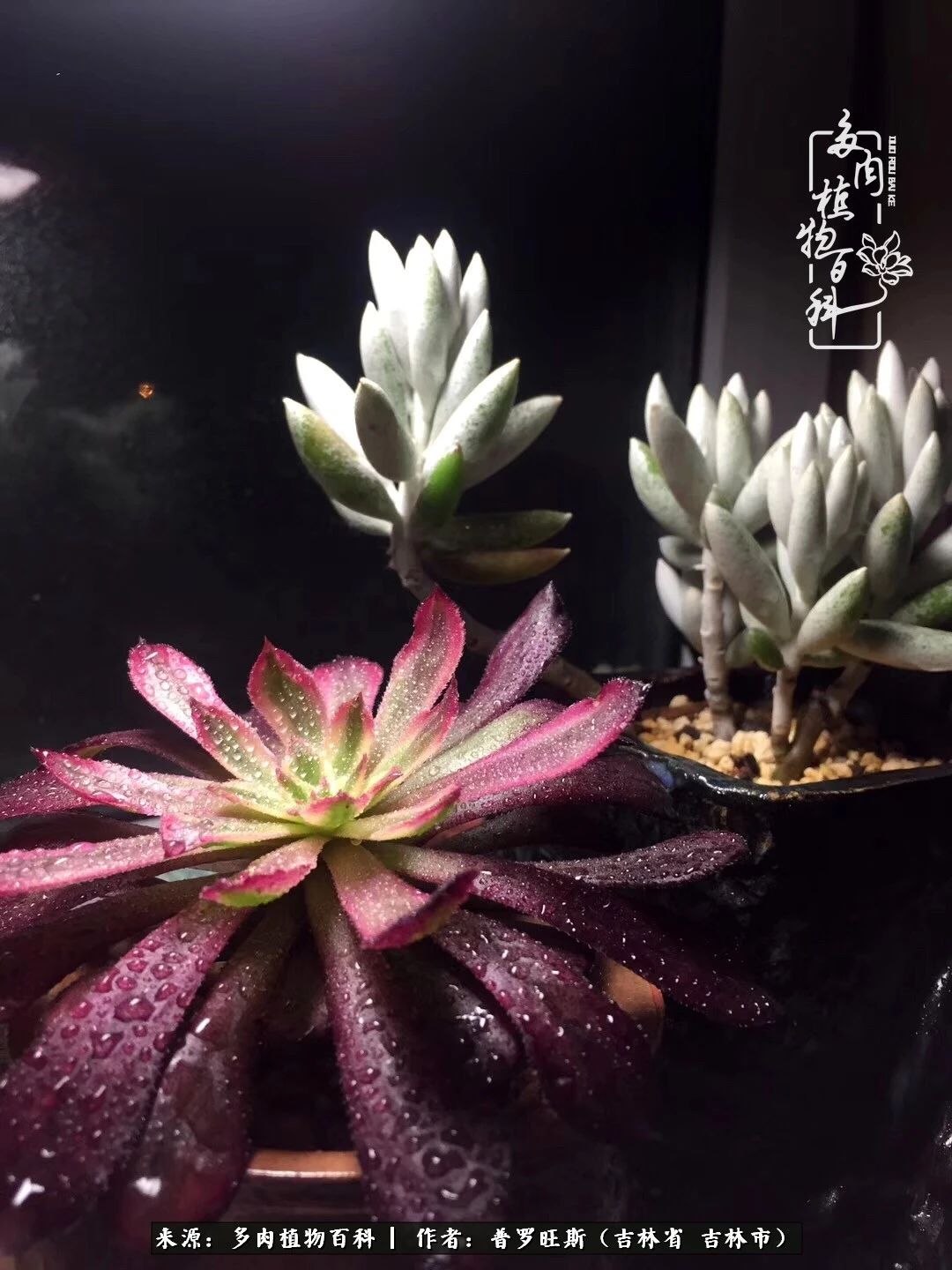 日日勤服侍，日日勤拂拭！服侍花儿，就是拂拭心灵