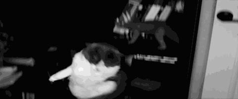 我的猫掉下楼死了怎么办,我的猫跳楼死了