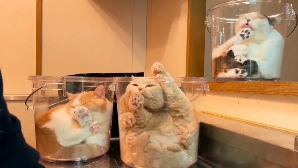 猫咪在地上蜷缩翻滚,猫咪在屋顶的视频