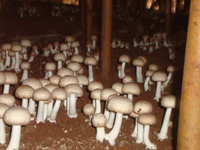 林下巴西菇种植技术,巴西菇的种植方法