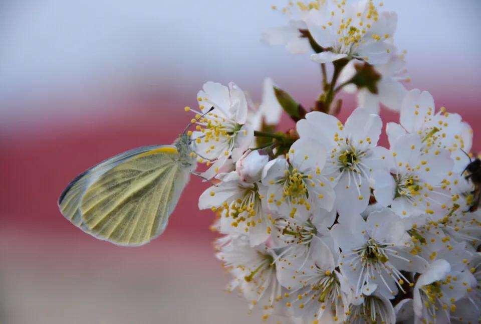 樱桃缺钙是什么情况,大樱桃补钙过多会怎么样