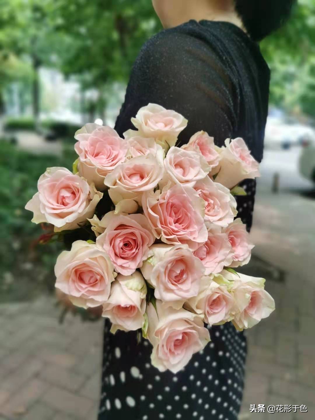 玫瑰花品鉴介绍,带你认识玫瑰品种