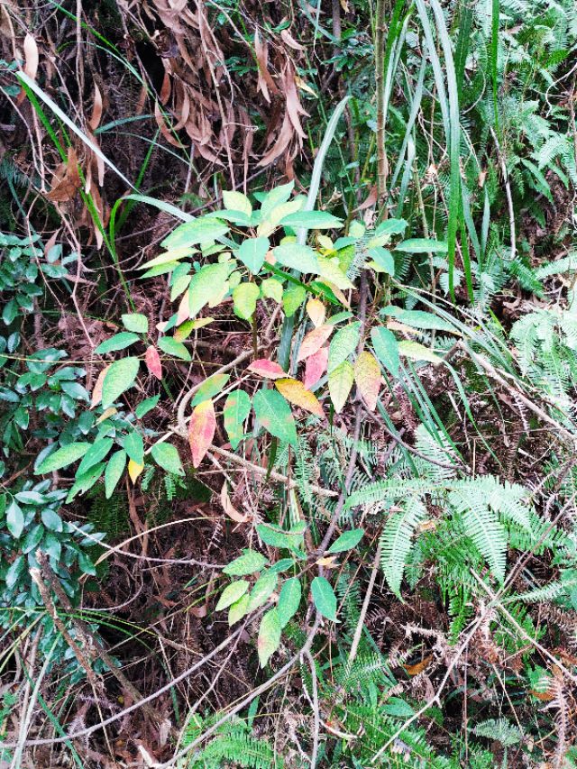 周日跟随珠海户外网板樟山游记