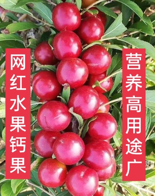 66元一斤钙果种植前景,浙江种植钙果哪里最好