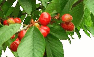 成都市恩桃儿,恩桃成都