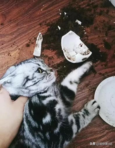 养猫咪怎么样才可以当铲屎官,新手养猫如何布置猫咪的房间