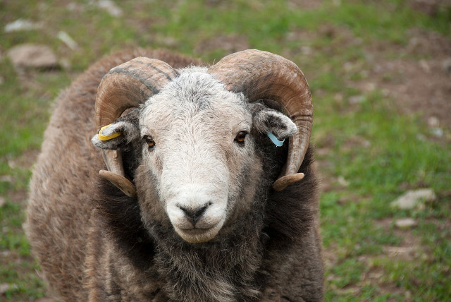 公羊应该怎么养活它呢,怎么养出体格大的种公羊